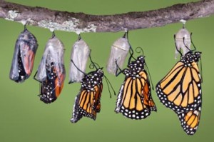 Career changes can happen in stages, too.<BR>© Cathy Keifer, iStockphoto” title=”Emerging monarch” width=”300″ height=”199″ class=”size-medium wp-image-2491″ /></a><p class=
